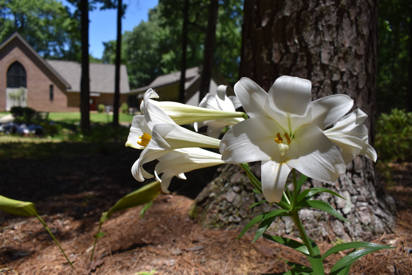 Lillies and CE Building.JPG